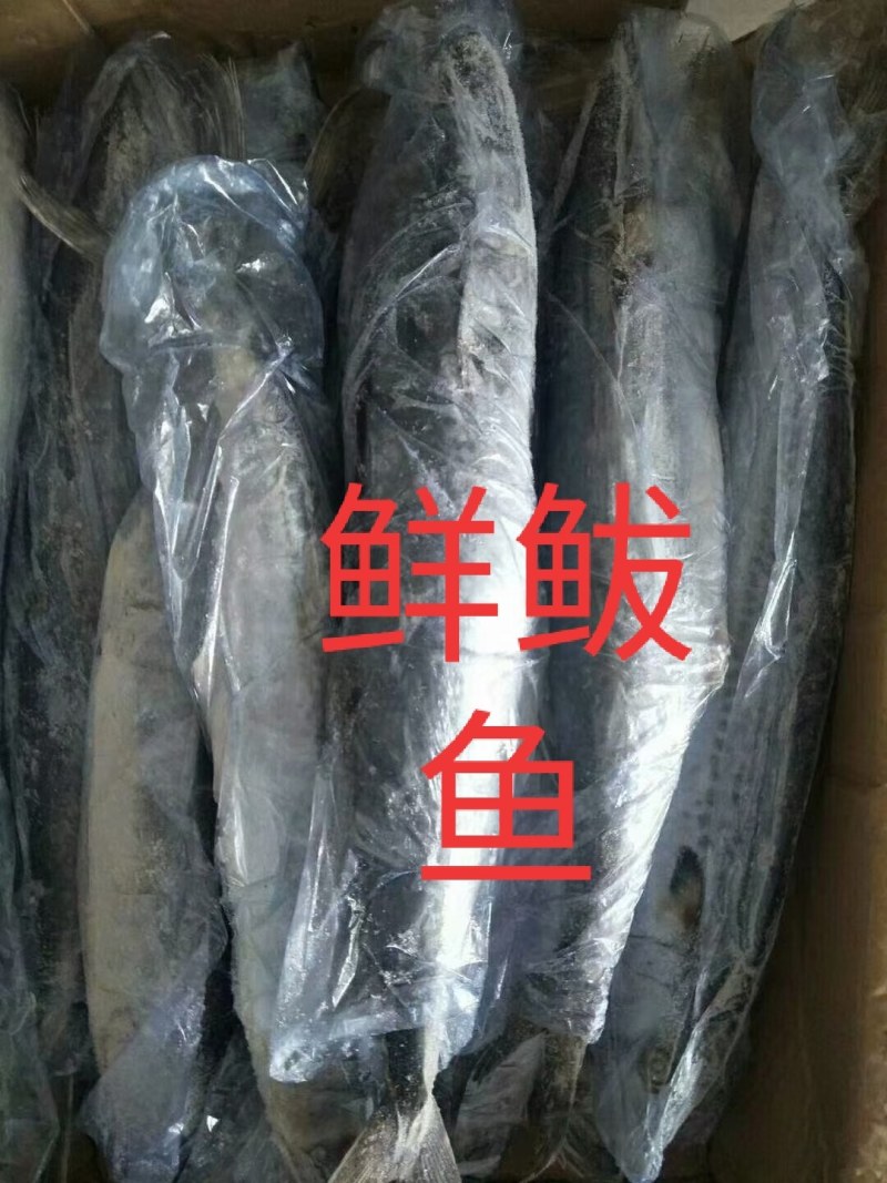 新鲜的各种咸鱼冻鱼超新鲜