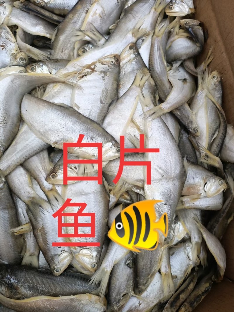 新鲜的各种咸鱼冻鱼超新鲜