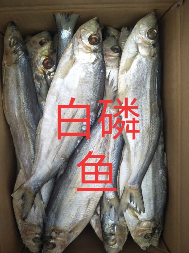 新鲜的各种咸鱼冻鱼超新鲜