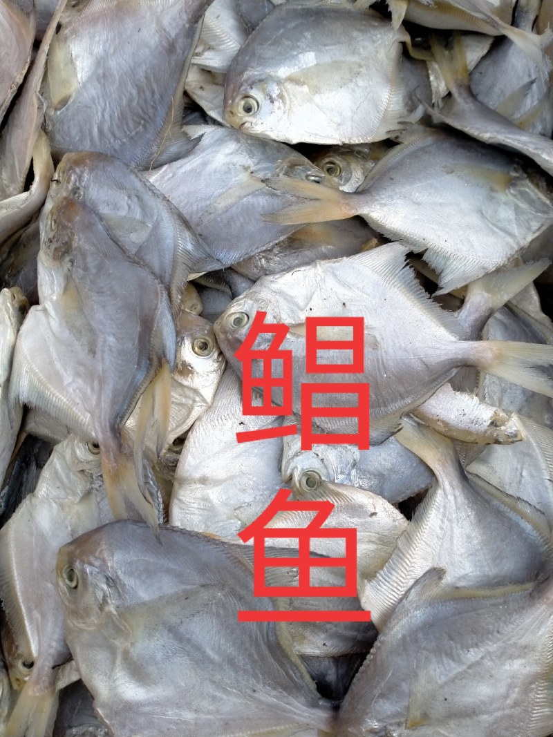 新鲜的各种咸鱼冻鱼超新鲜