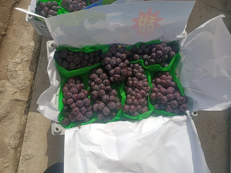 巨峰葡萄北镇鸿源葡萄合作社代收，精品巨峰，保鲜葡萄