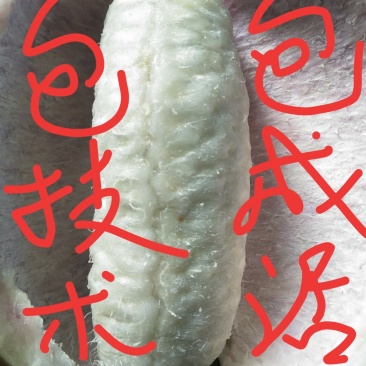 优质八月瓜苗！现挖现发包成活！全程技术指导