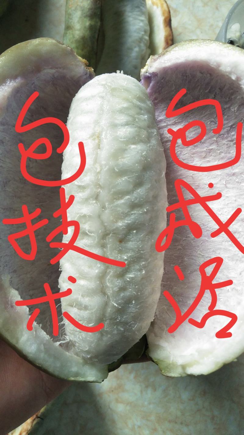 优质八月瓜苗！现挖现发包成活！全程技术指导