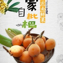 云南蒙自新鲜枇杷水果