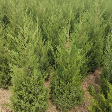 陕西西安塔柏1.2-1.8米