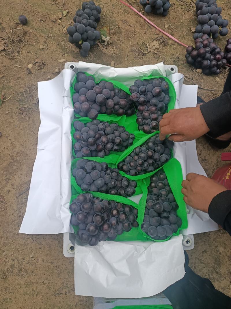 锦州巨峰葡萄合作社，巨峰，辽丰，郁金香，