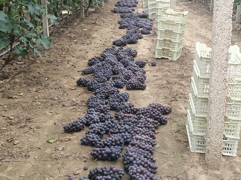 锦州巨峰葡萄合作社，巨峰，辽丰，郁金香，