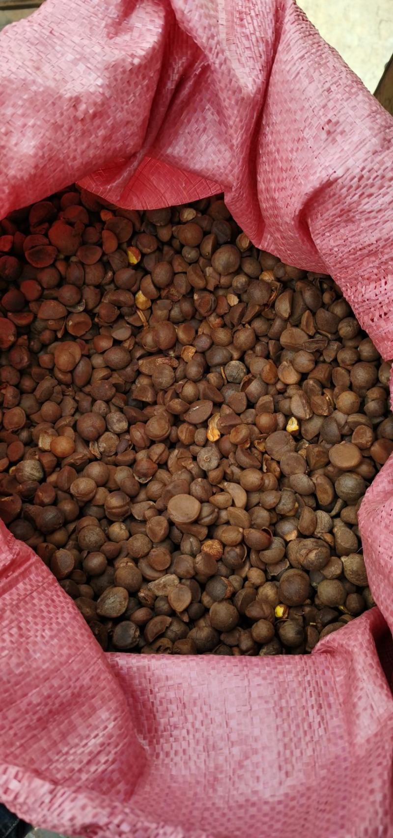 油茶籽油茶果茶油果鲜籽
