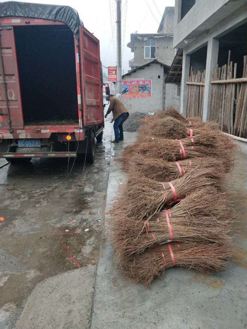水杉苗，水杉,水杉小苗，水杉树苗，产地直发