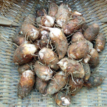 精品红芽芋，专业种植销售红芽芋