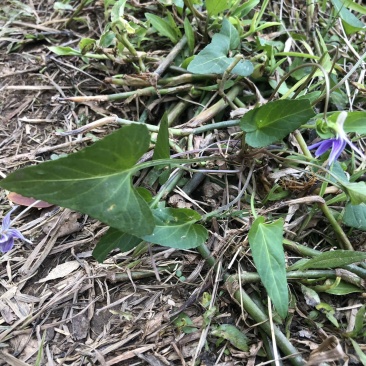 野生紫花地丁颜色漂亮