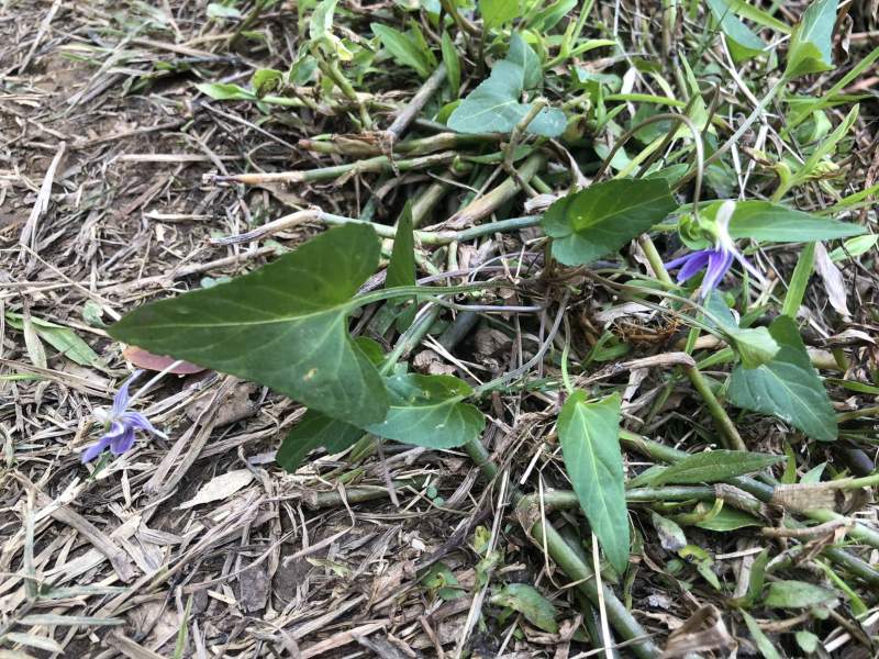 野生紫花地丁颜色漂亮