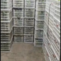 安徽精品上海青小油菜