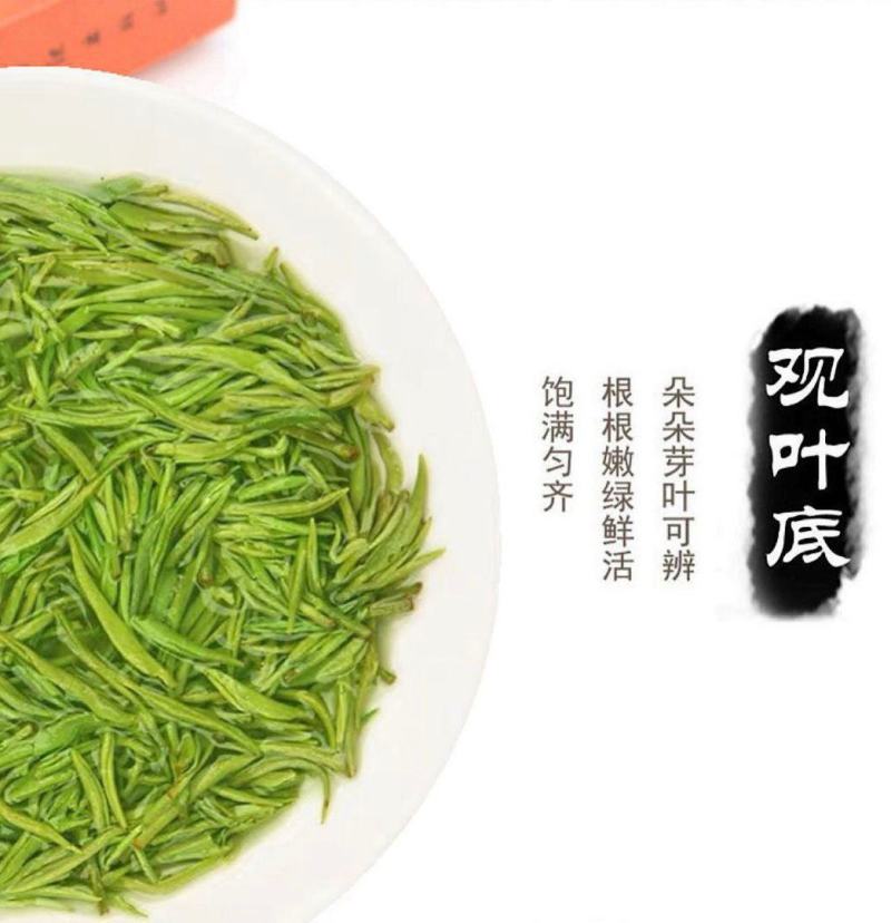 信阳毛尖2025新茶正宗明前特级嫩芽清香型毛尖绿茶茶叶
