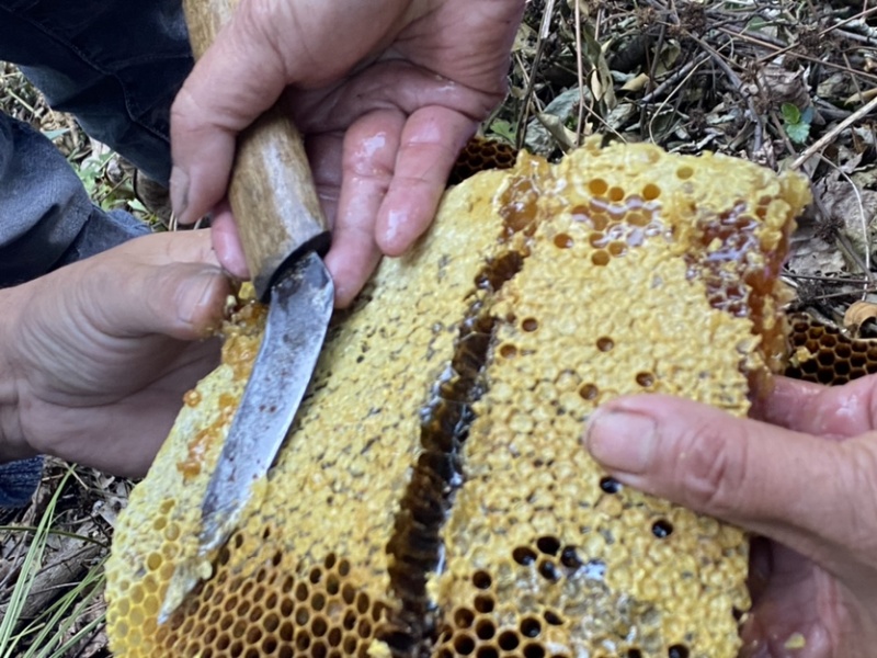 云南怒江福贡高黎贡山野生蜂蜜