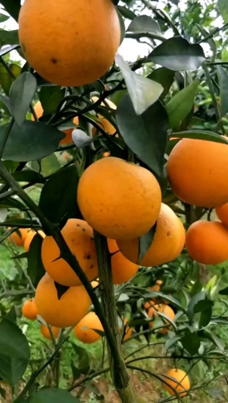 湖北宜昌国庆蜜橘，产地批发货真价实！高山桔子皮薄肉嫩！