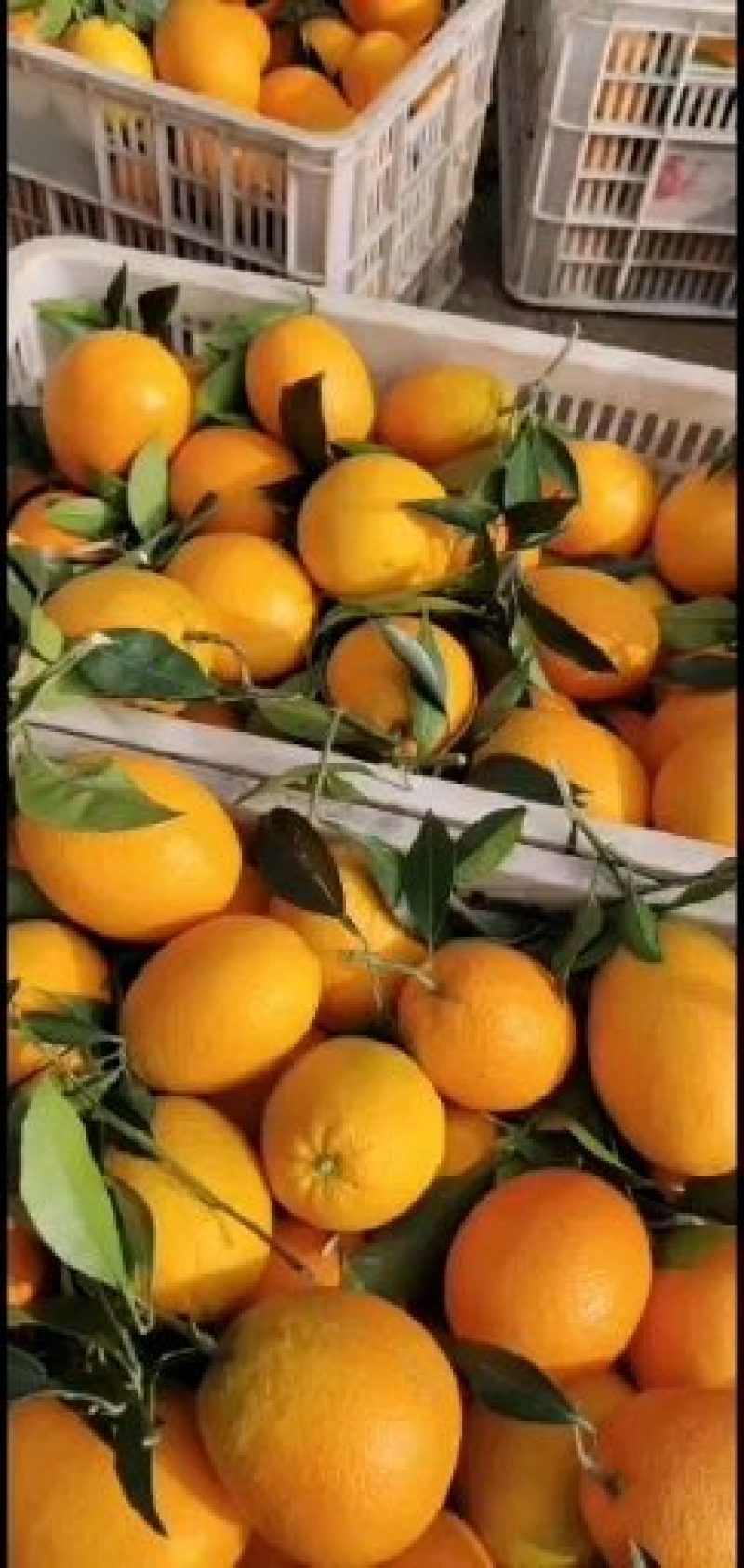 湖北宜昌国庆蜜橘，产地批发货真价实！高山桔子皮薄肉嫩！