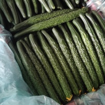 凌源精品黄瓜大量上市！欢迎新老朋友前来考察