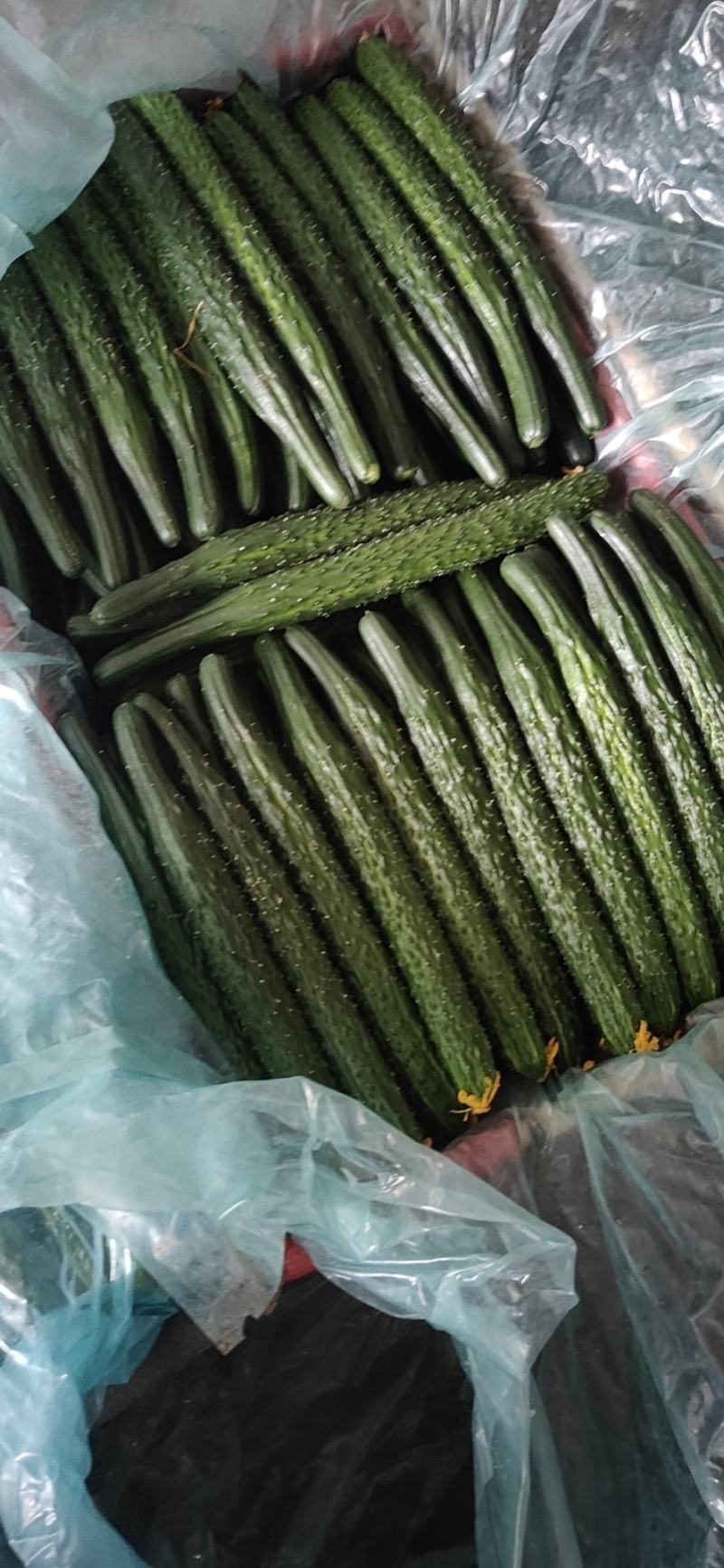 凌源精品黄瓜大量上市！欢迎新老朋友前来考察