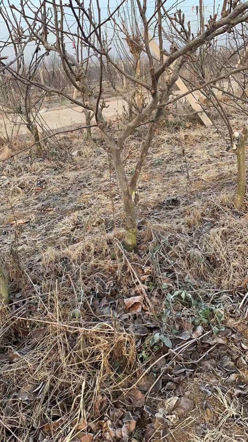 占地梨树，量大优惠，莱西市，要的联系我啊