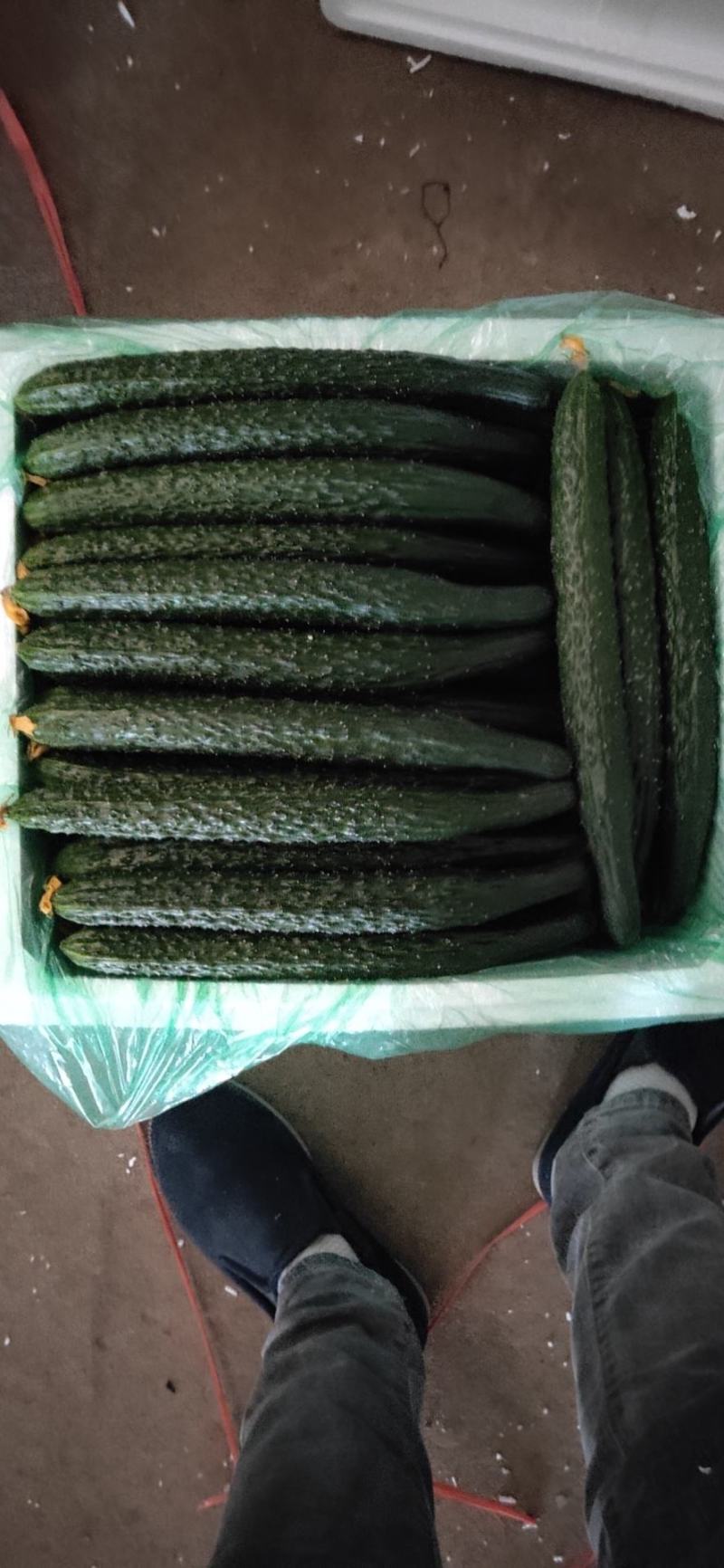 凌源精品黄瓜大量上市！欢迎新老朋友前来考察