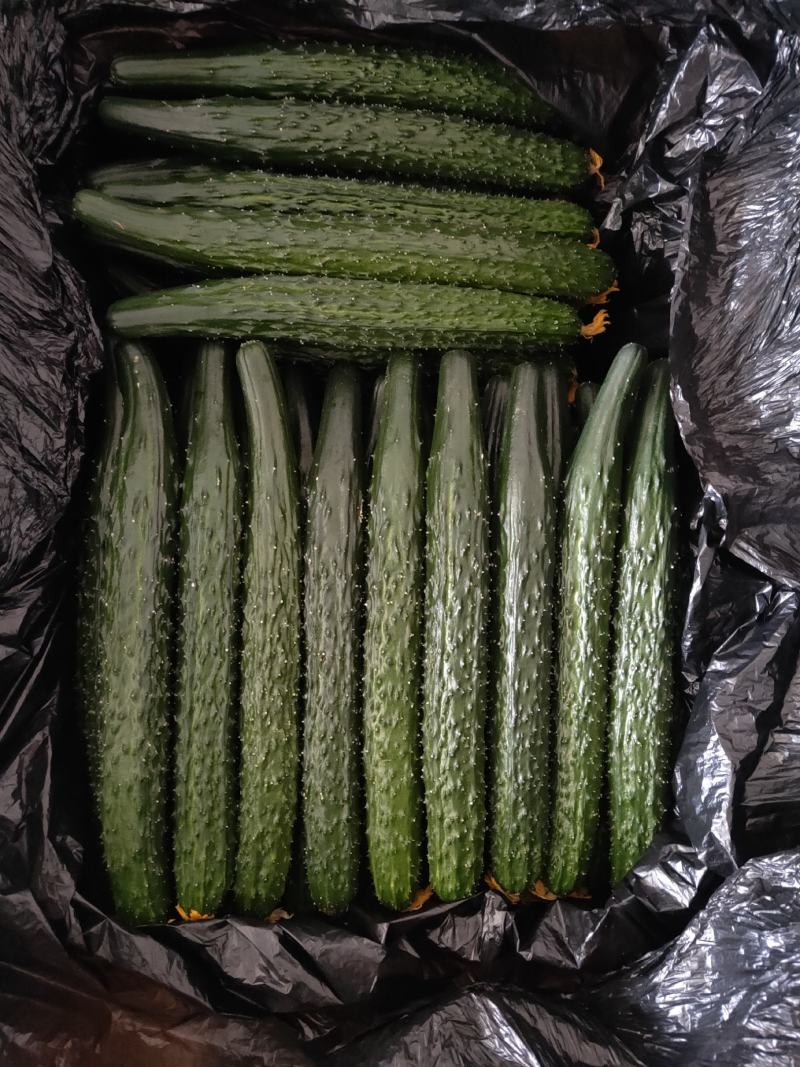 凌源精品黄瓜大量上市！欢迎新老朋友前来考察