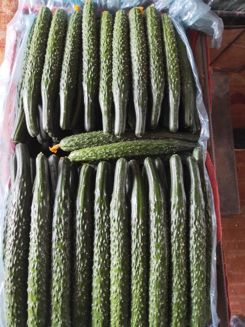 凌源精品黄瓜大量上市！欢迎新老朋友前来考察
