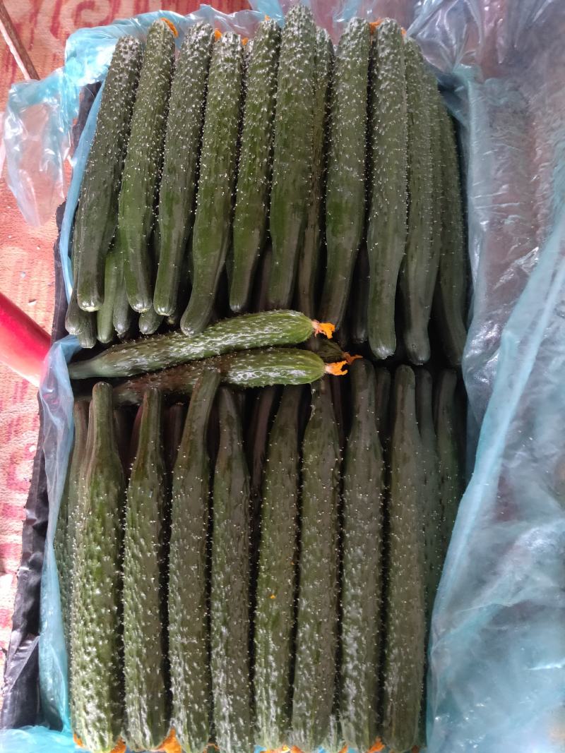 凌源精品黄瓜大量上市！欢迎新老朋友前来考察