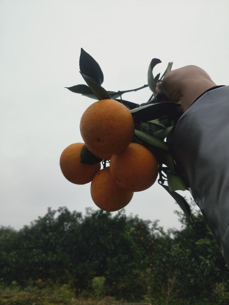 《黔阳冰糖橙》给你的味觉添一份温馨，爱过知情重醉过知酒浓