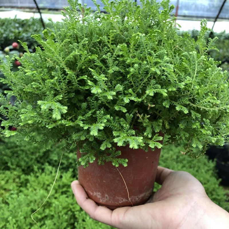 幸福草青龙草满天星盆栽室内客厅去甲醛观叶绿植花卉情人草
