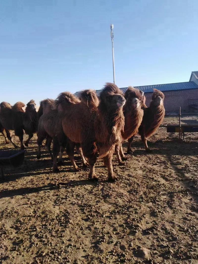 内蒙古锡林浩特本地骆驼肉