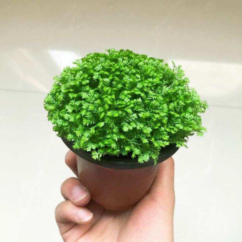 幸福草青龙草满天星盆栽室内客厅去甲醛观叶绿植花卉情人草