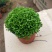 幸福草青龙草满天星盆栽室内客厅去甲醛观叶绿植花卉情人草