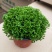 幸福草青龙草满天星盆栽室内客厅去甲醛观叶绿植花卉情人草