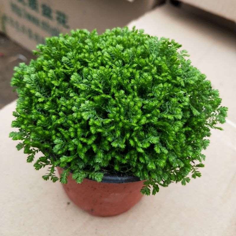 幸福草青龙草满天星盆栽室内客厅去甲醛观叶绿植花卉情人草