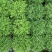 幸福草青龙草满天星盆栽室内客厅去甲醛观叶绿植花卉情人草