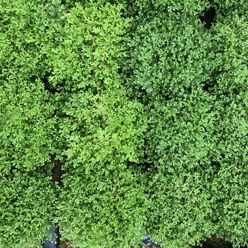 幸福草青龙草满天星盆栽室内客厅去甲醛观叶绿植花卉情人草