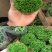 幸福草青龙草满天星盆栽室内客厅去甲醛观叶绿植花卉情人草