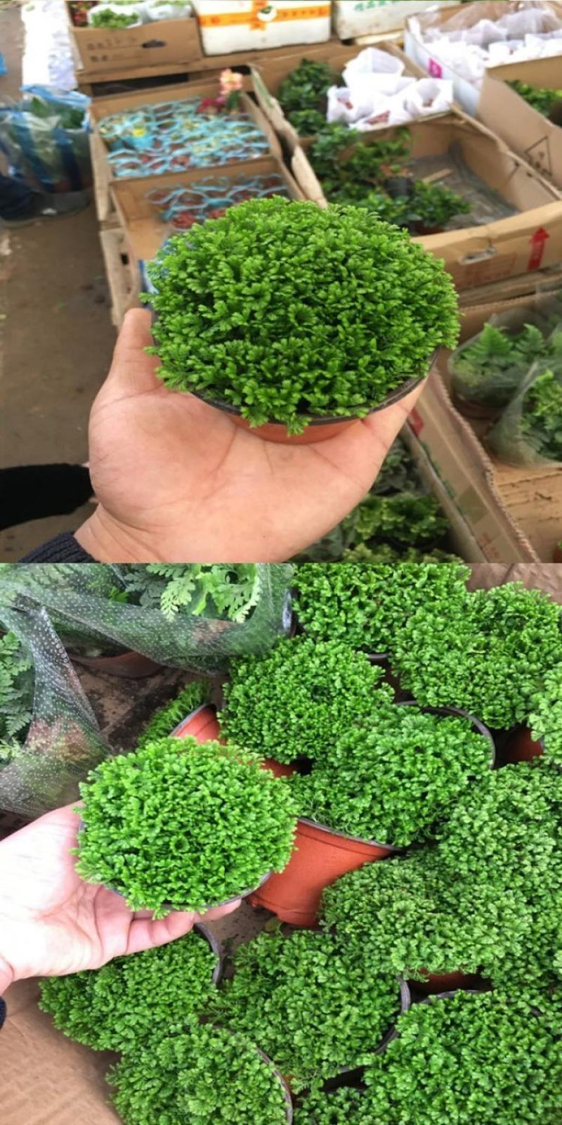 幸福草青龙草满天星盆栽室内客厅去甲醛观叶绿植花卉情人草