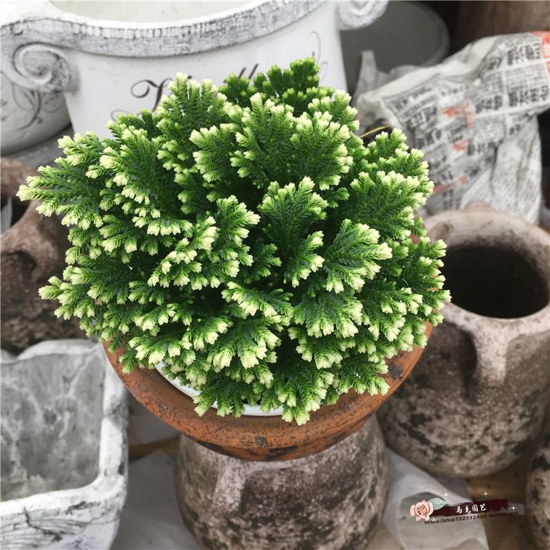 盆栽绿植卷柏盆栽珊瑚草金边卷柏九死还魂草青龙草观叶易养型