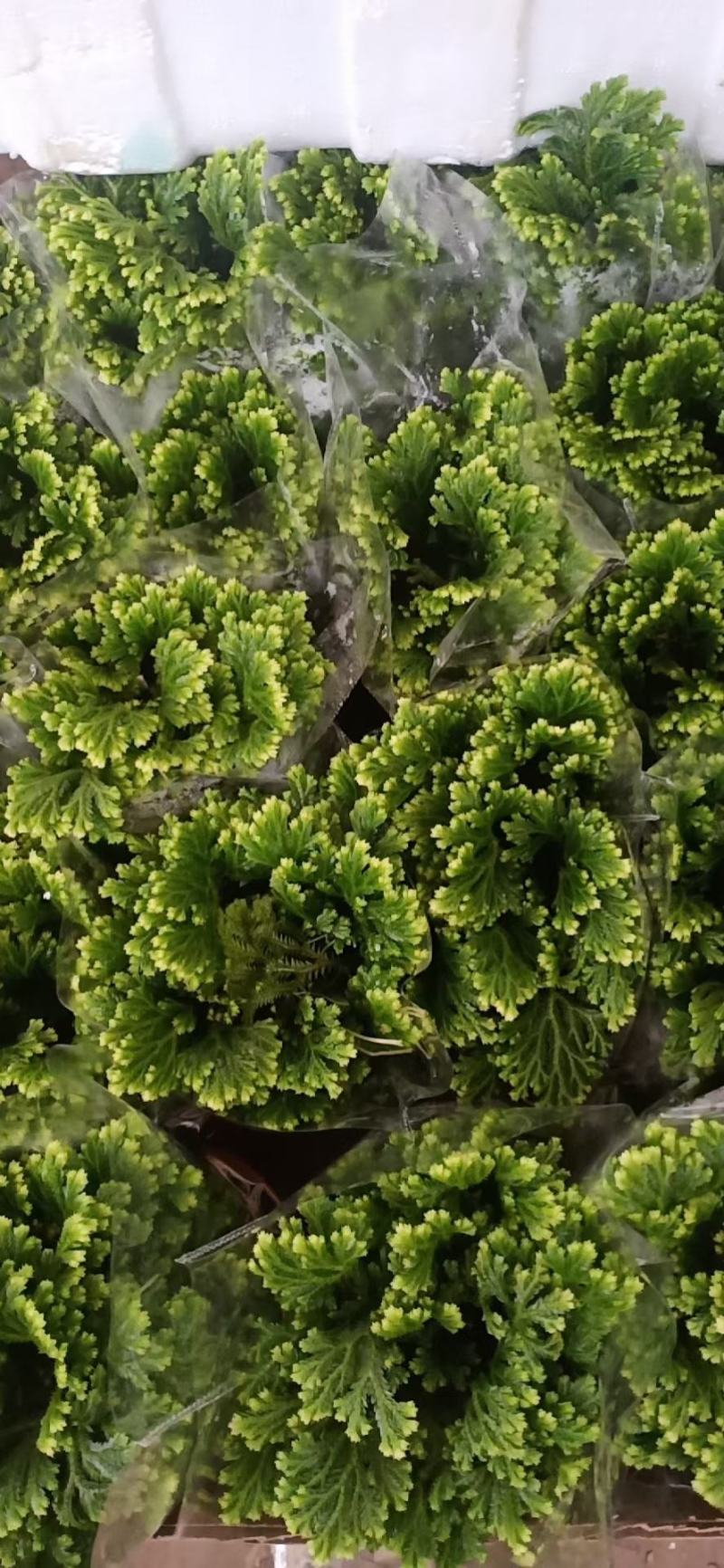 盆栽绿植卷柏盆栽珊瑚草金边卷柏九死还魂草青龙草观叶易养型