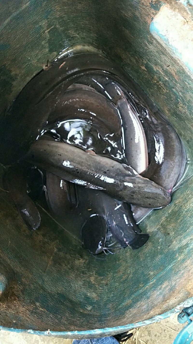 埃及，长期供应广西省的通货