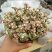 多肉植物雅乐之舞金枝玉叶老桩肉肉盆栽办公室绿植花卉