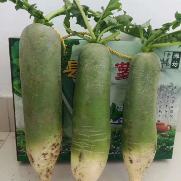 正宗水果萝卜，口感甜，全国包邮一件代发，供应商超