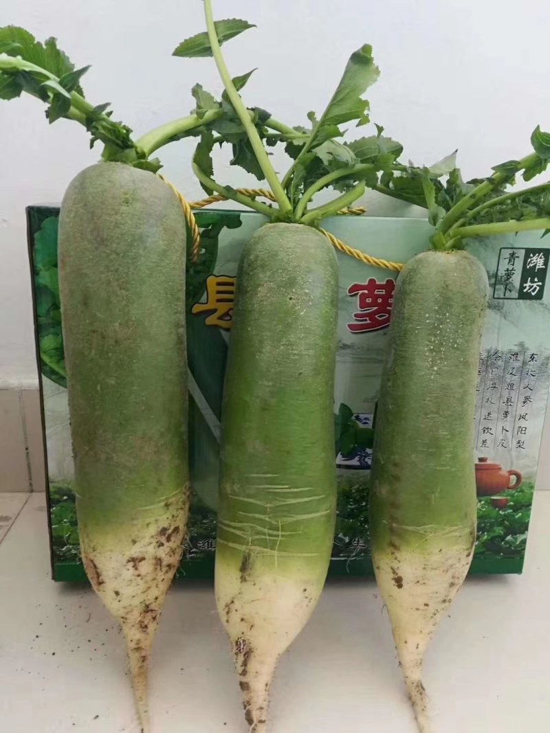 正宗水果萝卜，口感甜，全国包邮一件代发，供应商超
