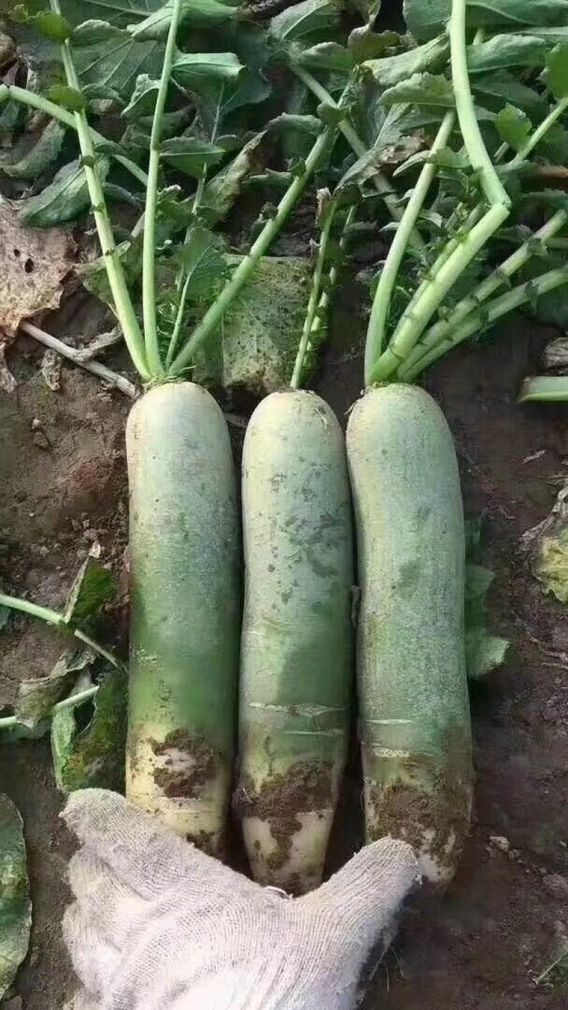 正宗水果萝卜，口感甜，全国包邮一件代发，供应商超