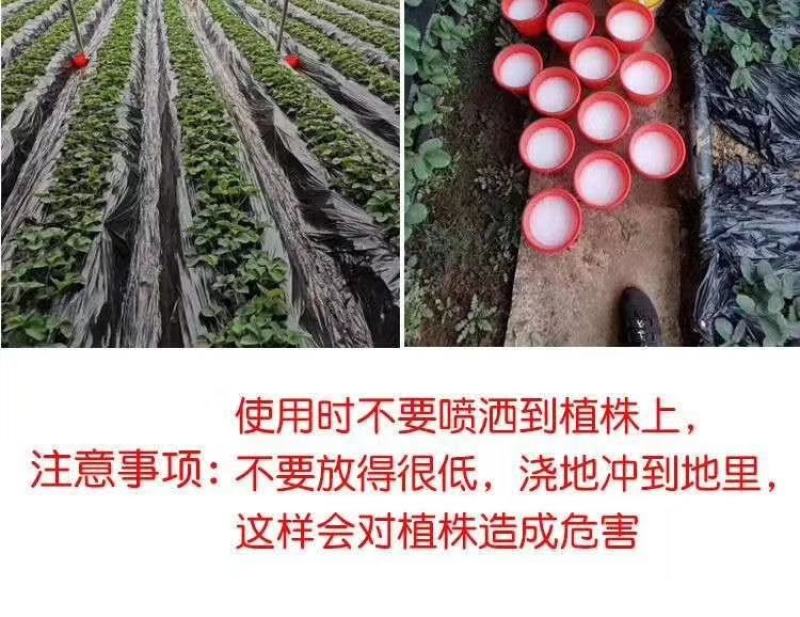 【包邮】白粉病高效熏蒸剂水熏剂熏白安全高效用一次管两个月