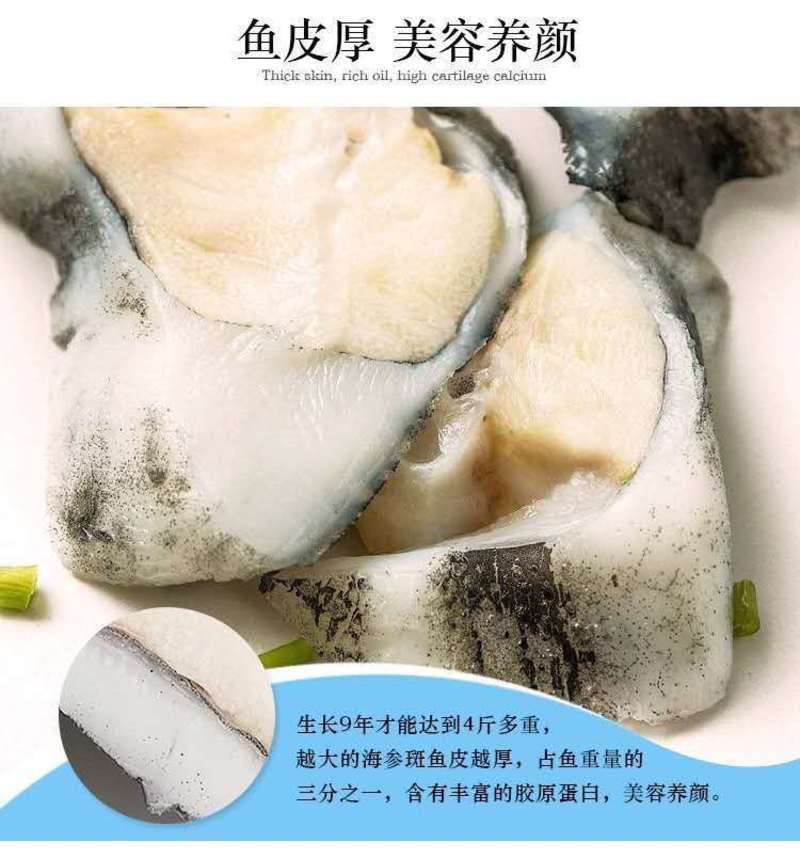 海鲜批发海参斑鱼无污染深海新鲜海参斑鱼多省包装坏单包赔