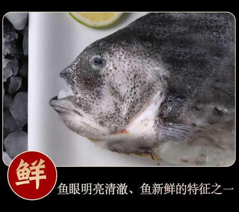 海鲜批发海参斑鱼无污染深海新鲜海参斑鱼多省包装坏单包赔