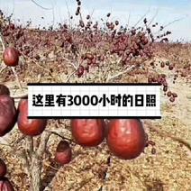 电商对接平台新疆红枣新品正宗和田大枣原产地直发品质